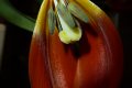 mariette_p le chant du cygne de la tulipe